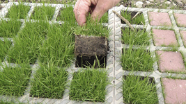 Referenzprojekte Außenanlagen - belastbares Rasengitter, ohne Unterbau