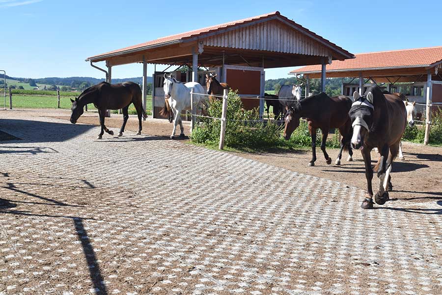 With the right surface reinforcement, keeping horses in groups becomes a success.