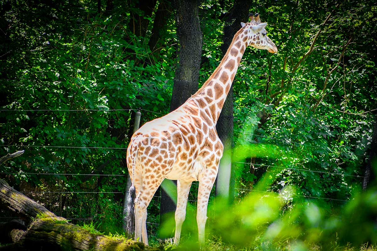 Giraffe in zoo enclosure