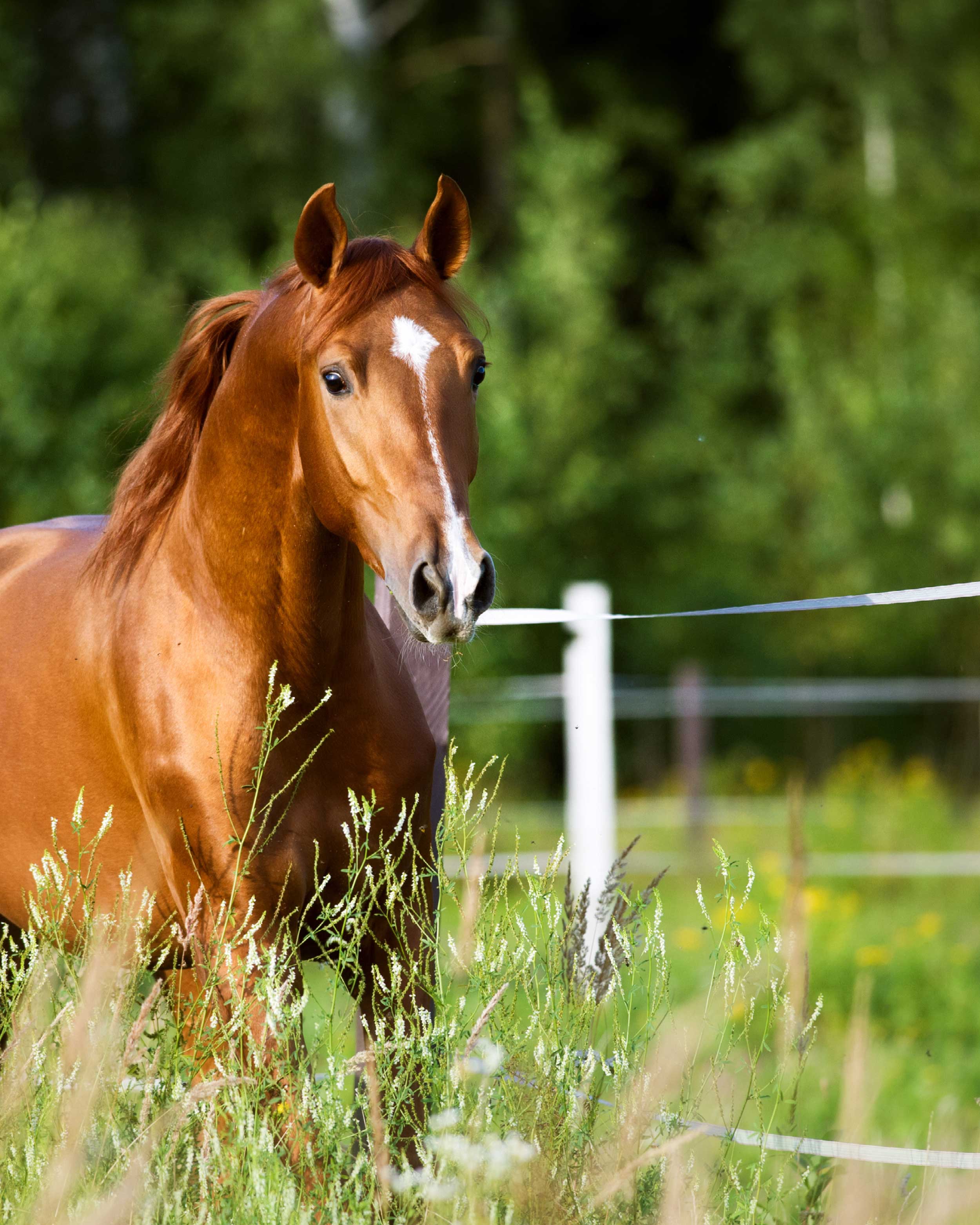 Equestrian sports & animal husbandry
