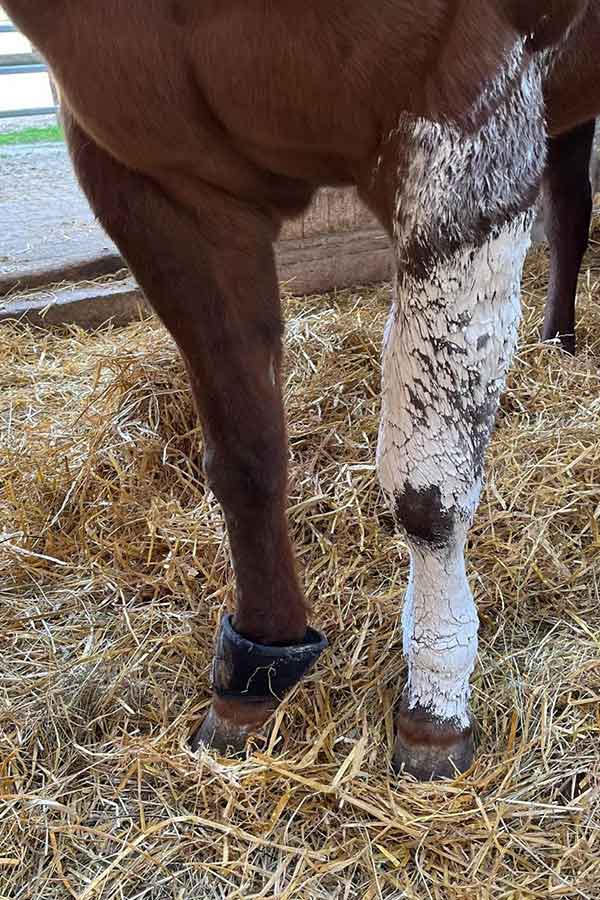 Olenas Bein war stark geschwollen und musste vom Tierarzt behandelt werden. 