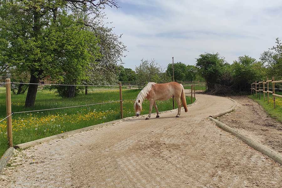 Drei verschiedene Bodenbeläge schaffen Abwechslung für den Huf und sorgen für Ruhe in der Wallach-Gruppe. Links: TTE® mit dem PflastersteinGRIP,  Mitte: Rasengittersteine, Rechts: unbefestigter Naturpfad