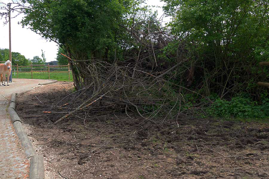 An der Totholzhecke wird geknabbert was das Zeug hält.