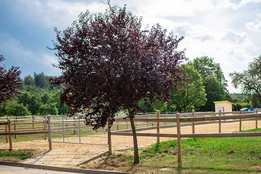 Well-maintained, dry surfaces reinforced with TTE® in equestrian sports