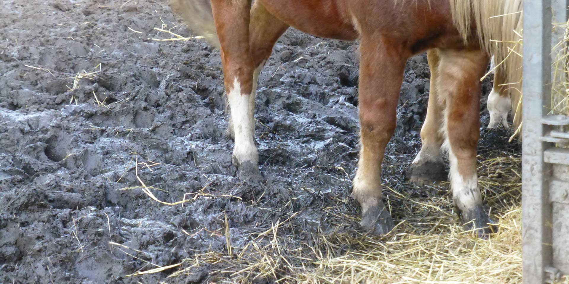 Matschige, unhygienische Paddocks stellen ein Gesundheitsrisiko für Pferde dar.